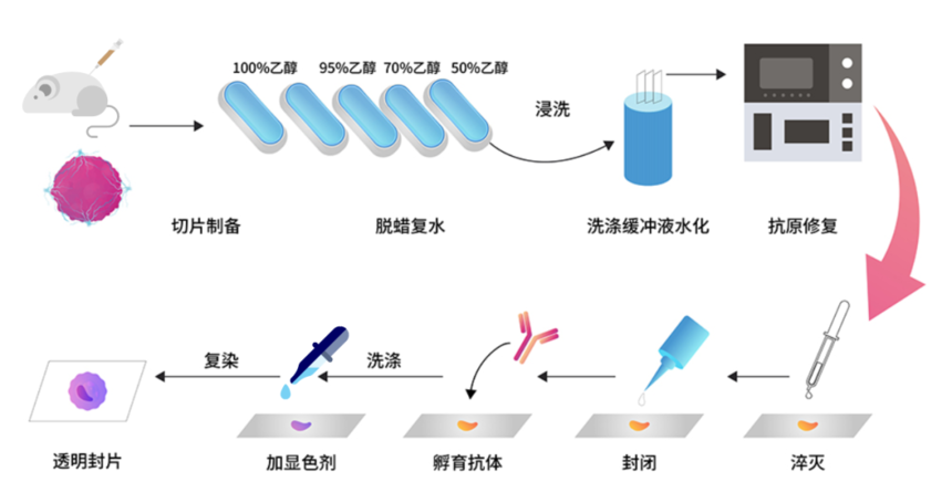 干货分享 | 一文了解免疫组化（IHC）是什么？