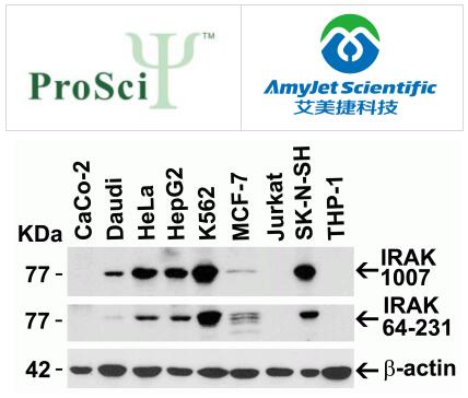 ProSci 艾美捷IRAK抗体新手使用说明书