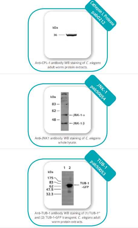 秀丽隐杆线虫蛋白抗体的应用类型和结果图鉴赏