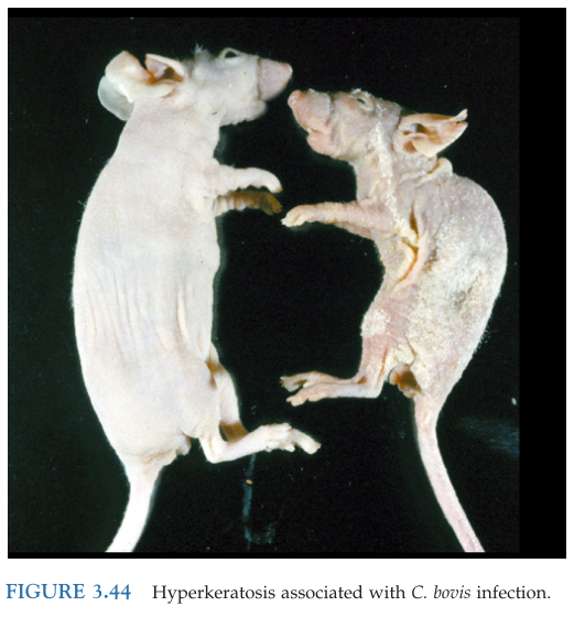 鼠皮肤状态异常怎么办