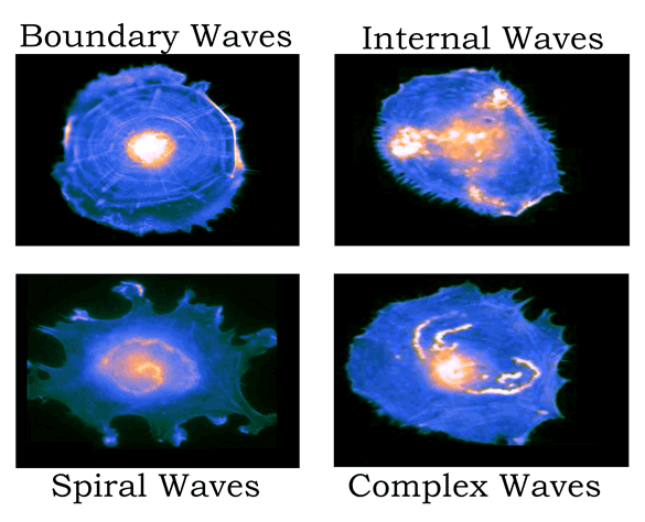 调控多种生物功能的肌动蛋白波