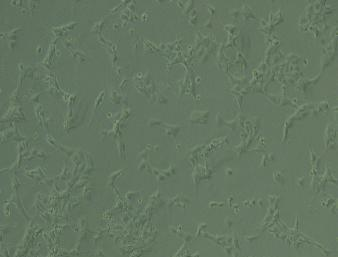 【基质胶专题-iPSC专用】Matrigengel 性能报告及使用说明