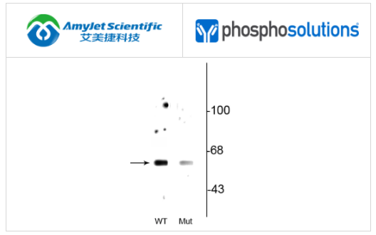 PhosphoSolutions抗Beclin1(Ser234)抗体解决方案 PhosphoSolutions抗Beclin1(Ser234)抗体解决方案