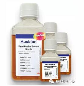 胎牛血清与新生牛血清的区别