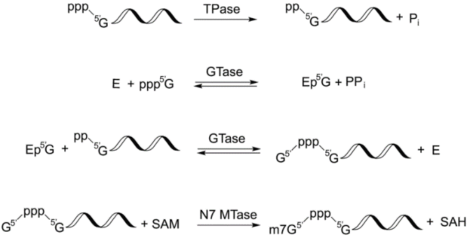 上新 | Vaccinia Capping System新品试剂盒上线，便捷客户使用！