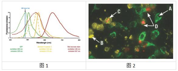 艾美捷GFP-CERTIFIED细胞凋亡/坏死检测试剂盒方案 艾美捷GFP-CERTIFIED细胞凋亡/坏死检测试剂盒方案
