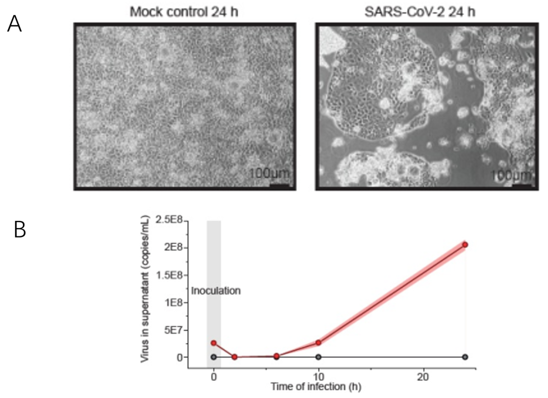 质谱发威！德国科学家给新冠做绝育！有望消灭新冠