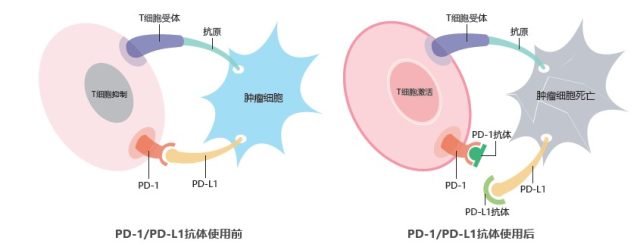 热门免疫检查点重组蛋白