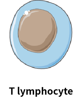 T细胞.png