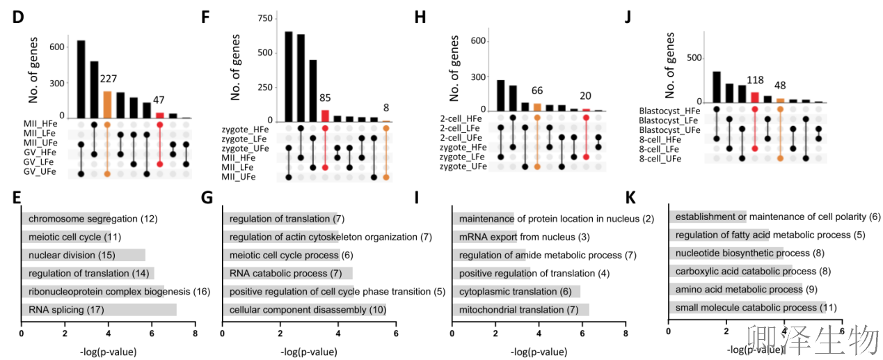【翻译图谱】 | 解码生命最初48小时：科学家首次绘制小鼠胚胎发育翻译组高清图谱