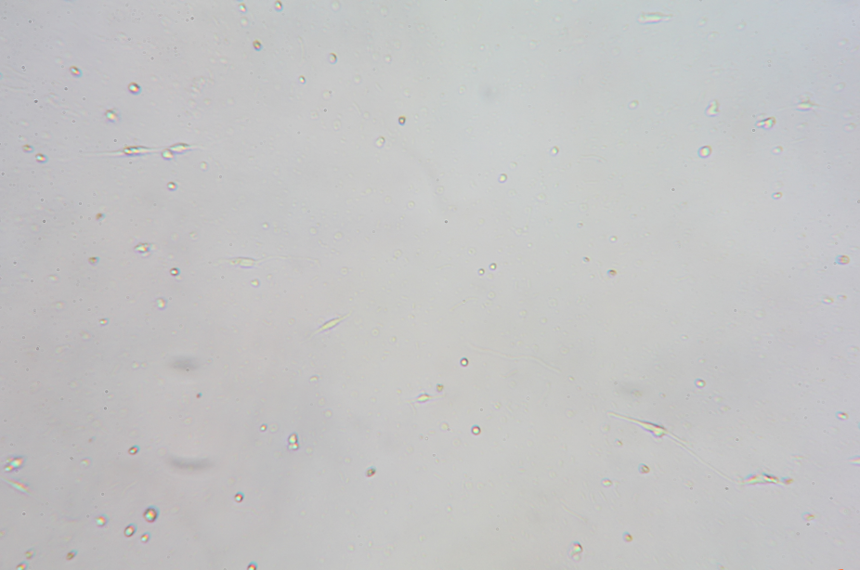 神经元分离培养 (3).png