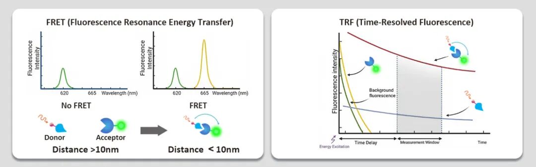 无需洗板的高通量—TR-FRET引领药物筛选升级