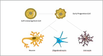 神经干细胞热门标志物高品质抗体推荐