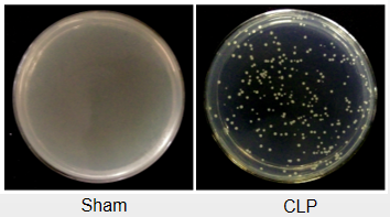 做实验动物疾病模型，云克隆是认真的
