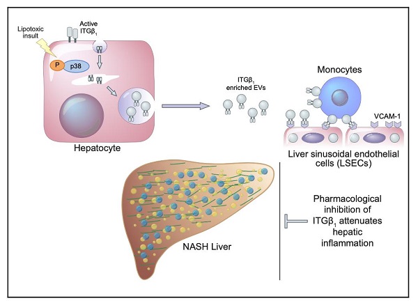 Apogee助力梅奥医学中心连续发表高水平期刊肝脏/外泌体微囊泡重要研究成果