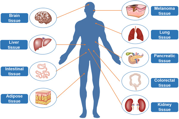 组织外泌体提取