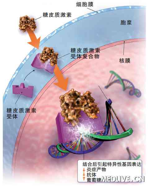 激动剂抑制剂全推荐——糖皮质激素受体