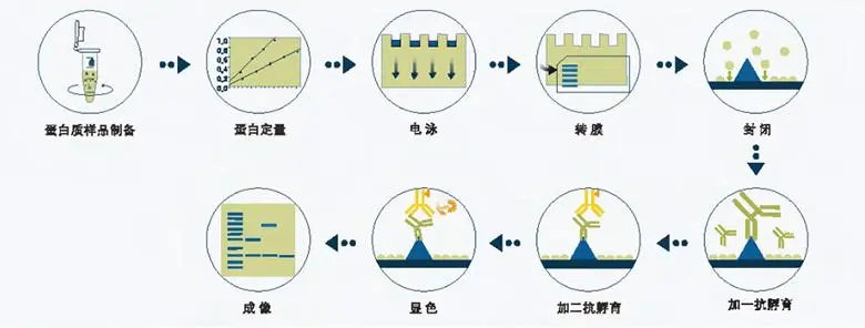 【知识分享】6种基于免疫学的常用的细胞因子检测方法