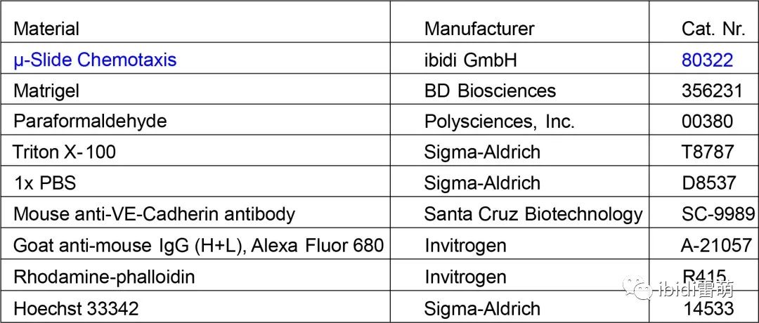 ibidi可视化细胞趋化实验|HUVEC在µ-Slide趋化载玻片中的3D免疫荧光染色