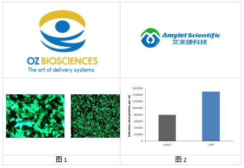 OZ Biosciences艾美捷磷酸钙转染试剂盒特色和结果 OZ Biosciences艾美捷磷酸钙转染试剂盒特色和结果