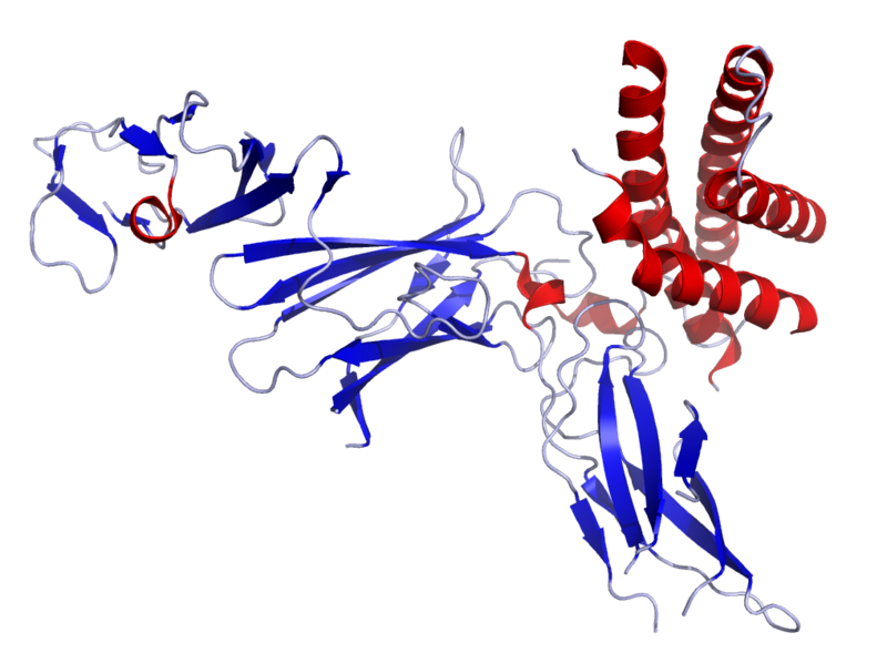 IL-12：先天性免疫 Innate immunity和 获得性免疫 adaptive immunity中的“端水大师”