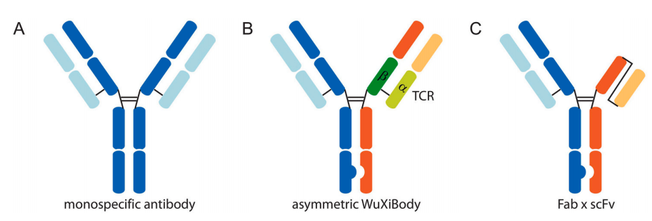 抗体亲和层析中盐浓度对抗体保留的影响