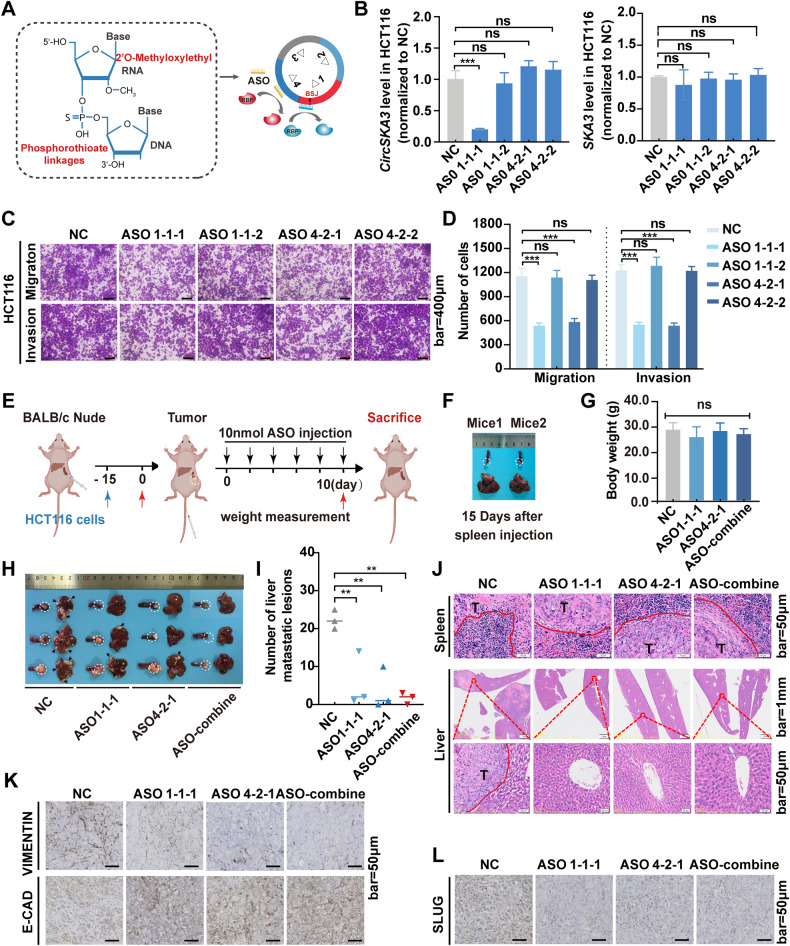 circRNA成环验证 circRNA成环验证