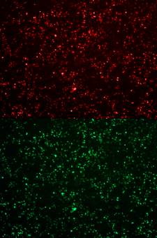 艾美捷 RmesFect CRISPR转染试剂,无需核吸收,蛋白表达速度快 艾美捷 RmesFect CRISPR转染试剂,无需核吸收,蛋白表达速度快