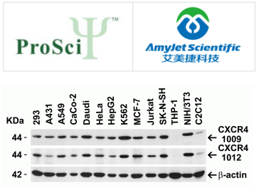 ProSci 艾美捷CXCR4抗体功能参数