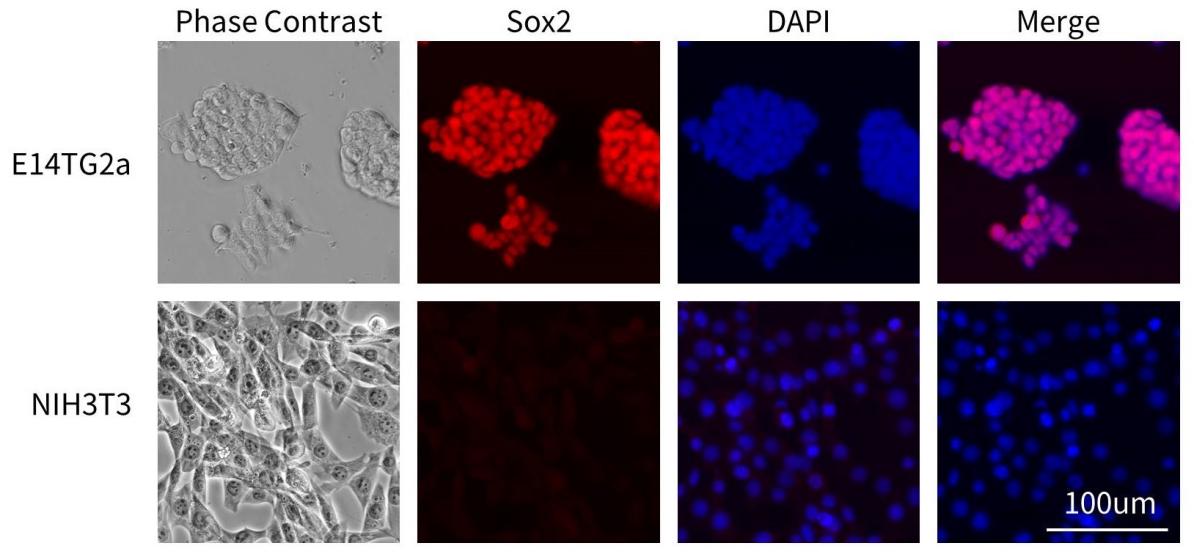 12种多能干细胞荧光检测试剂盒来了