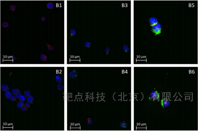 悬浮细胞免疫荧光专用玻片使用解决方案文献参考