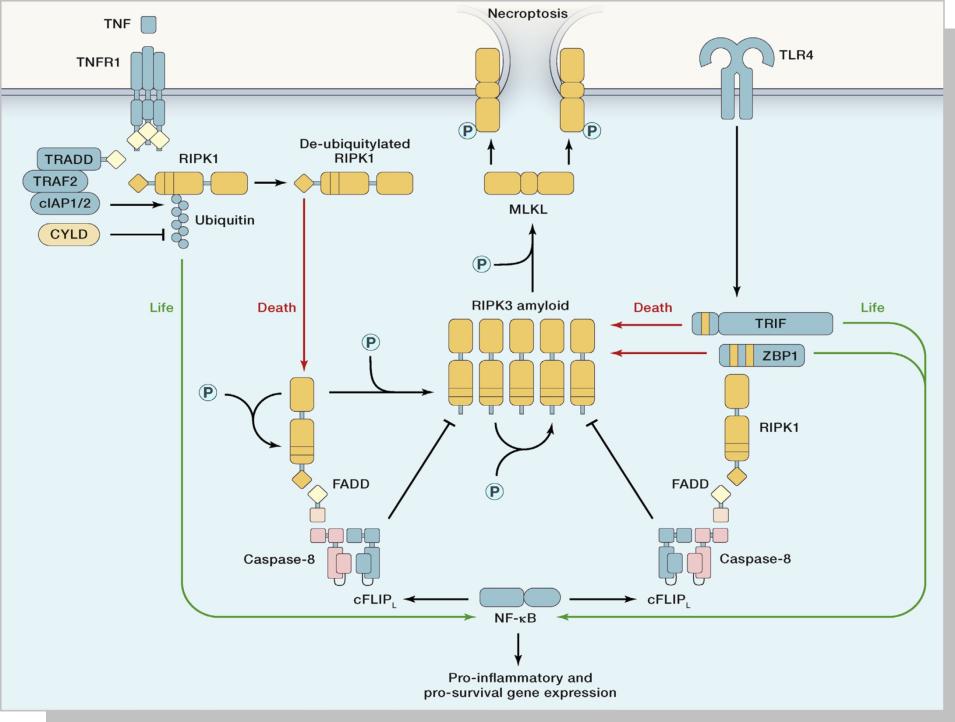 细胞死亡&功能：坏死性凋亡【Necroptosis】