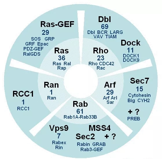 小G蛋白研究效率加倍的秘密，你知道吗？