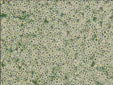 1637891511657499.jpg THP-1生长图片