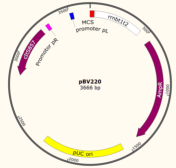 pBV220质粒载体信息