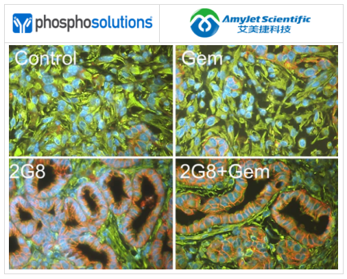 PhosphoSolutions抗病毒素抗体解决方案 PhosphoSolutions抗病毒素抗体解决方案