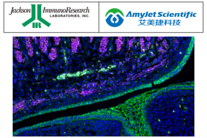 Jackson ImmunoResearch艾美捷纳米二抗详请解析 Jackson ImmunoResearch艾美捷纳米二抗详请解析