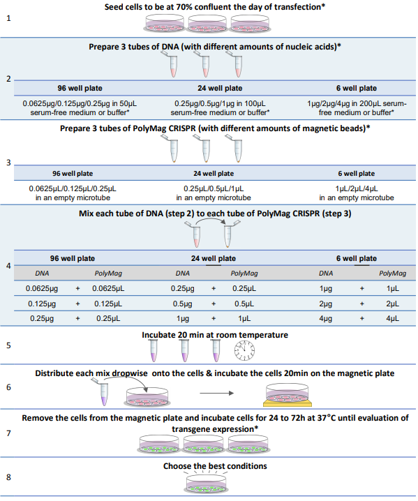 艾美捷 PolyMag CRISPR试剂盒优化协议