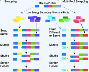 酶和蛋白定向突变; Directed Enzyme & Protein Evolution