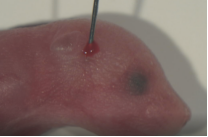 影响rAAV实现体内基因操作实验结果的关键