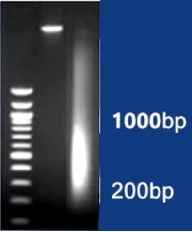 实验小白来集合！染色质免疫共沉淀(ChIP)实验流程与常见问题