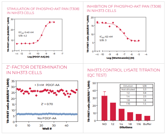 BioAuxilium/THUNDER磷酸AKT pan(T308)TR-FRET细胞信号检测试剂盒，满足多样化实验需求
