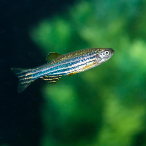 DSS 溃疡性结肠炎造模——斑马鱼模型