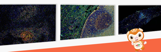 Absin 多重荧光免疫组化染色试剂盒 高分文章爆发（IF=27; 24; 14……）