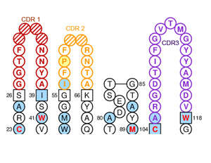 技术服务|纳米抗体亲和力成熟服务