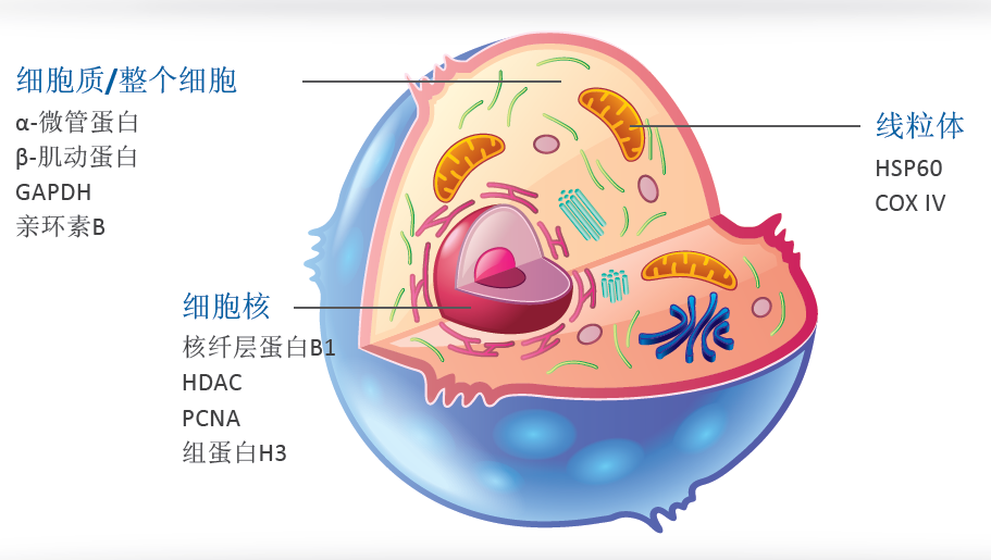 WB实验中，内参抗体怎么选？