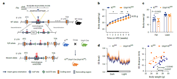 FTO基因变异rs1421085