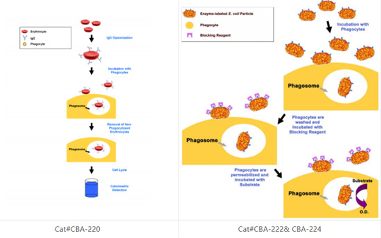 体外细胞吞噬试验相关方案丨Cell Biolabs一站式解决