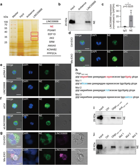 外泌体提取鉴定 外泌体提取鉴定