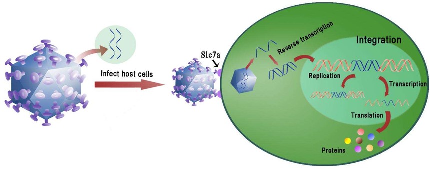 技术交流｜病毒转染实验方法操作步骤